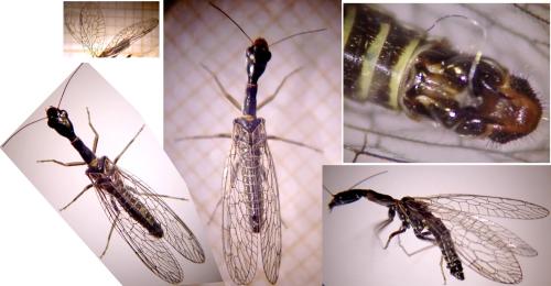 Réf. 323 096 : Subilla confinis